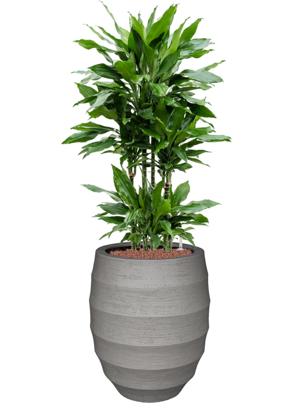 Dracaena fragrans 'Janet Lind' en Bordo, Luca Lifestyle