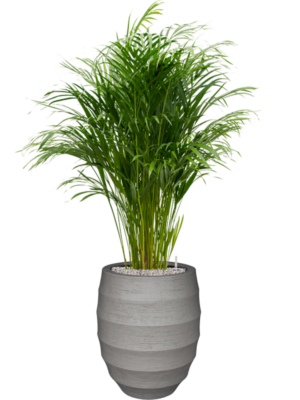 Dypsis (Areca) lutescens en Bordo