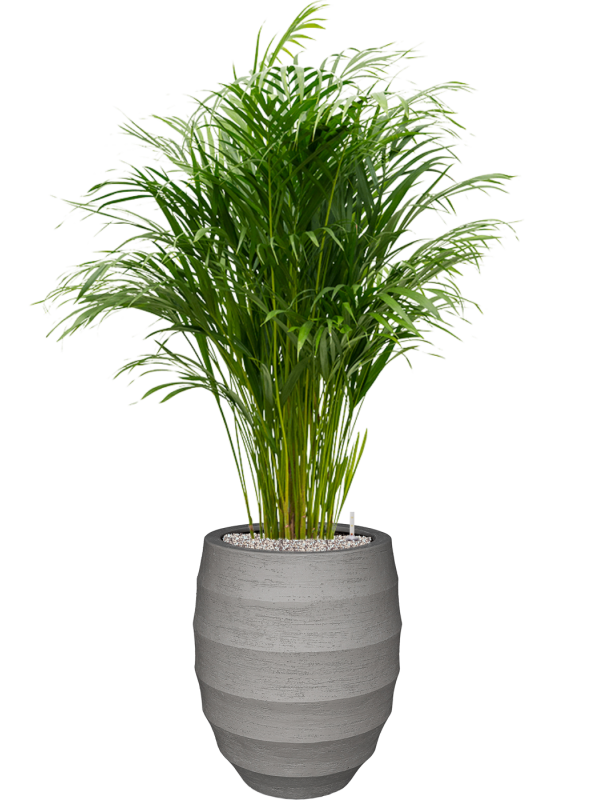 Dypsis (Areca) lutescens en Bordo, Luca Lifestyle