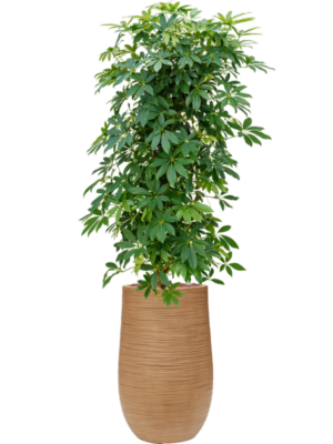 Schefflera arboricola 'Compacta' en Baq Dune