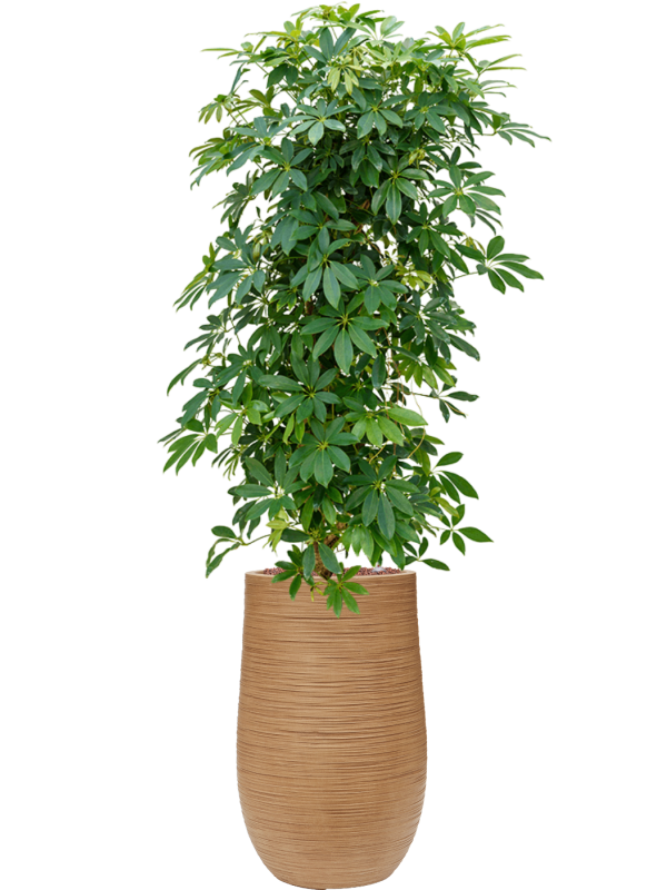 Schefflera arboricola 'Compacta' en Baq Dune