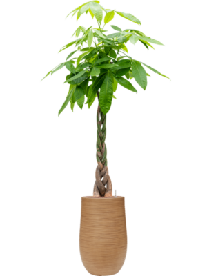 Pachira aquatica en Baq Dune