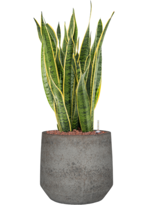 Sansevieria trifasciata 'Laurentii' en Cement & Stone