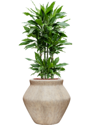 Dracaena fragrans 'Janet Lind' en Mineral