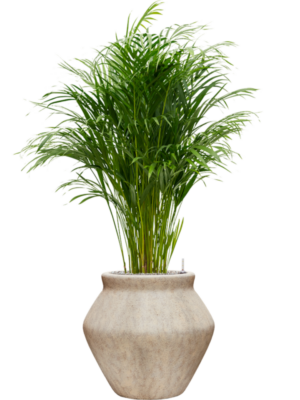 Dypsis (Areca) lutescens en Mineral