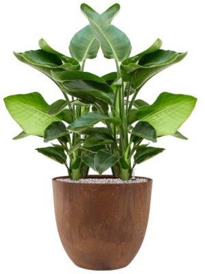 Strelitzia nicolai en Artstone