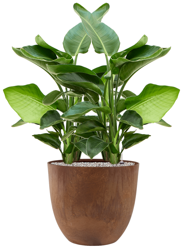 Strelitzia nicolai en Artstone