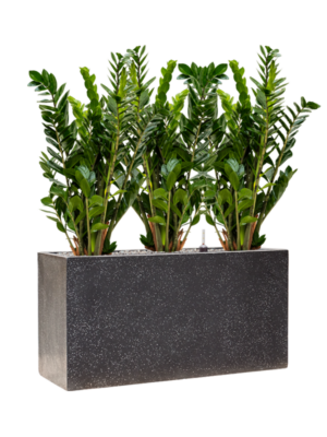 Zamioculcas zamiifolia en Baq Terrazzo