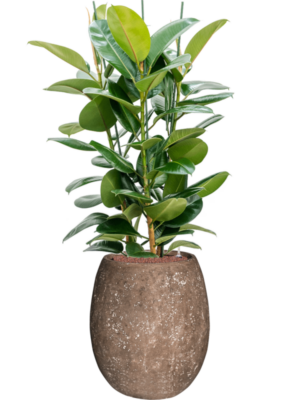 Ficus elastica 'Robusta' en Baq Polystone Coated Plain