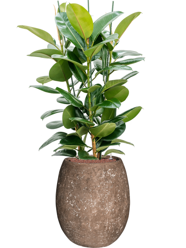 Ficus elastica 'Robusta' en Baq Polystone Coated Plain