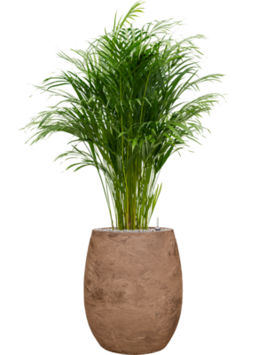 Dypsis (Areca) lutescens en Baq Algar