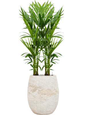 Kentia (Howea) forsteriana en Baq Algar