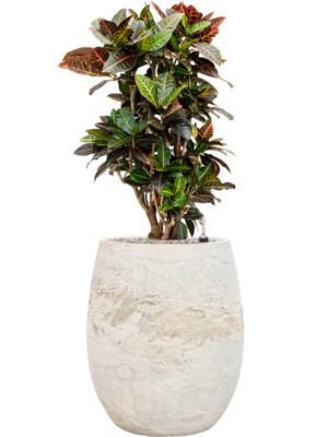 Croton (Codiaeum) variegatum 'Petra' en Baq Algar