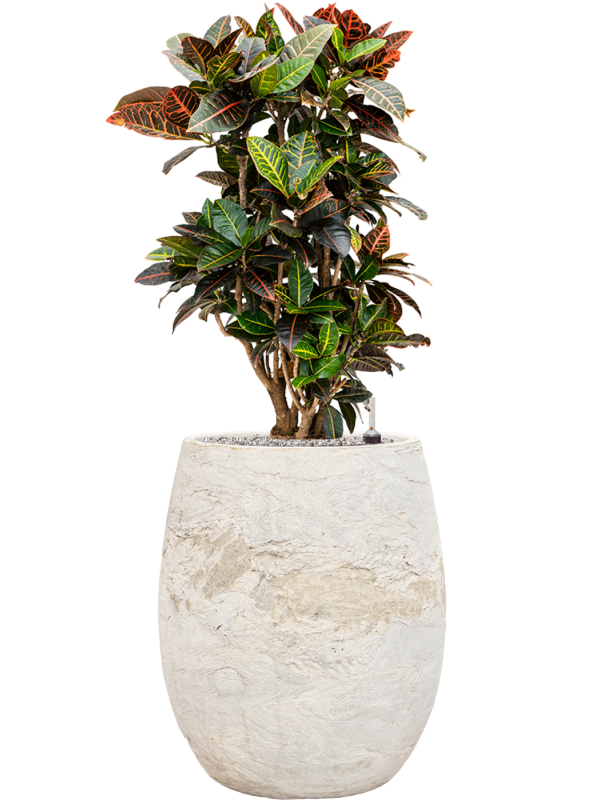 Croton (Codiaeum) variegatum 'Petra' en Baq Algar