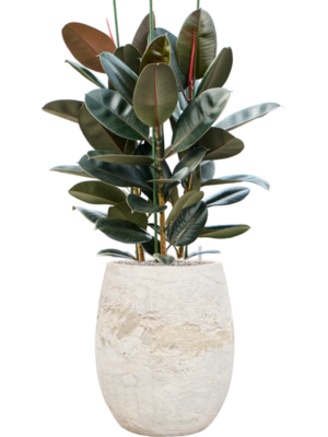 Ficus elastica 'Abidjan' en Baq Algar