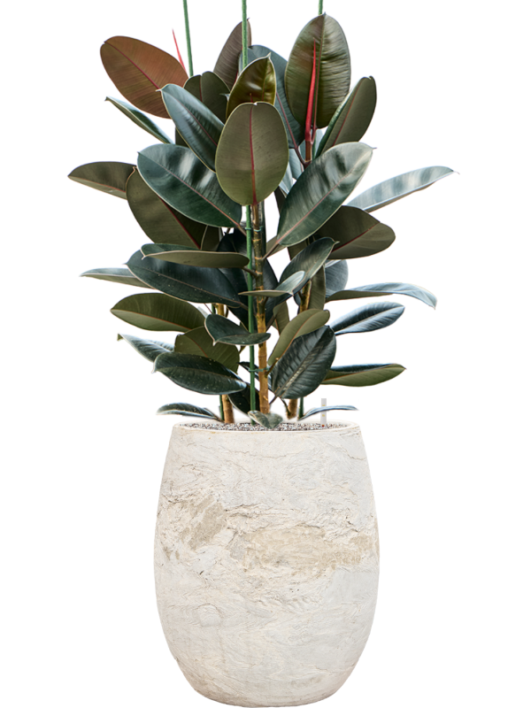Ficus elastica 'Abidjan' en Baq Algar