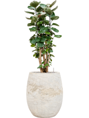 Aralia (Polyscias) 'Fabian' en Baq Algar