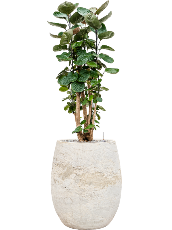 Aralia (Polyscias) 'Fabian' en Baq Algar