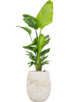 Strelitzia nicolai (120-160) en Baq Algar