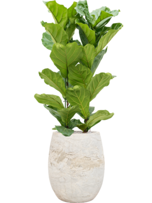 Ficus lyrata en Baq Algar