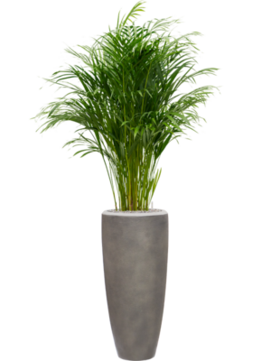 Dypsis (Areca) lutescens en Baq Nucast