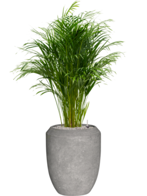 Dypsis (Areca) lutescens en Baq Polystone Coated Plain