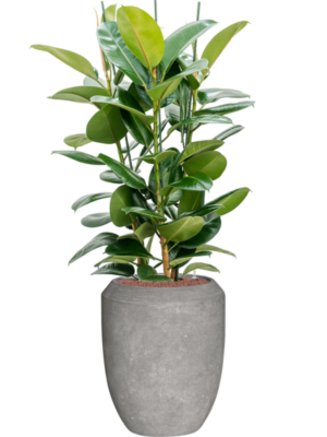 Ficus elastica 'Robusta' en Baq Polystone Coated Plain