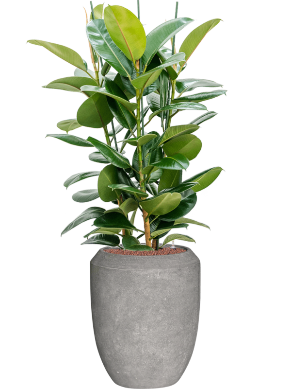 Ficus elastica 'Robusta' en Baq Polystone Coated Plain