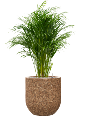 Dypsis (Areca) lutescens en Baq Naturescast