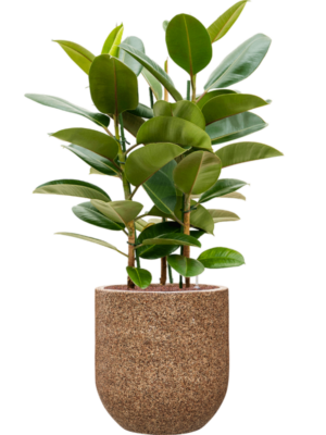 Ficus elastica 'Robusta' en Baq Naturescast
