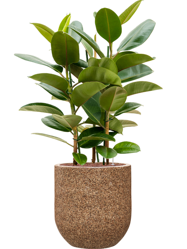 Ficus elastica 'Robusta' en Baq Naturescast