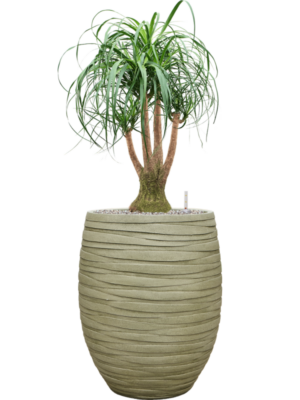 Beaucarnea recurvata en Baq Tornado
