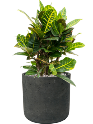 Croton (Codiaeum) variegatum 'Petra' en Rough