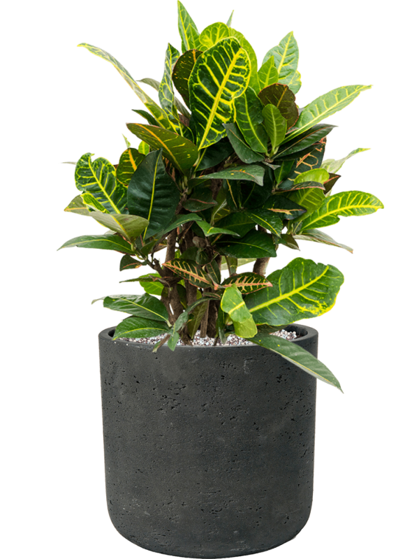 Croton (Codiaeum) variegatum 'Petra' en Rough, Pottery Pots