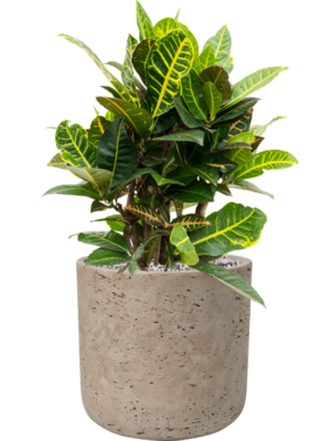 Croton (Codiaeum) variegatum 'Petra' en Rough