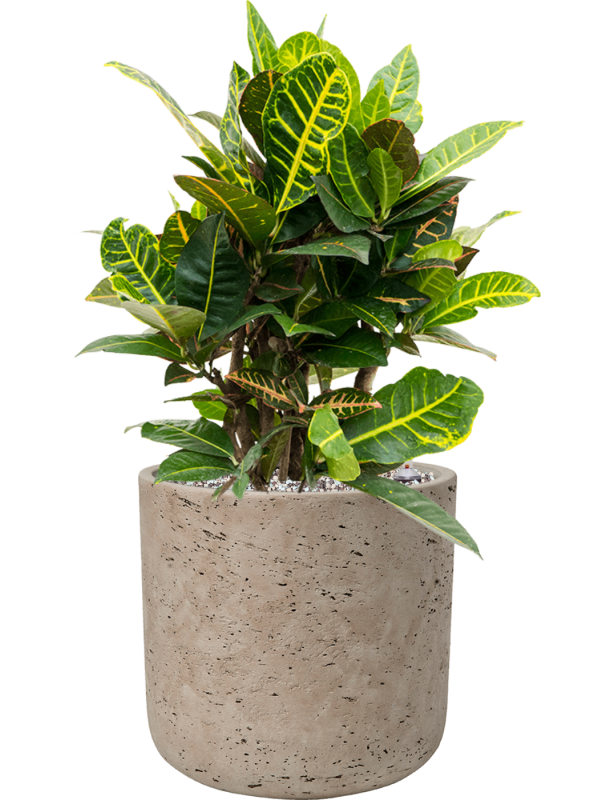 Croton (Codiaeum) variegatum 'Petra' en Rough, Pottery Pots