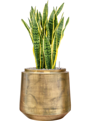 Sansevieria trifasciata 'Laurentii' en Indigo