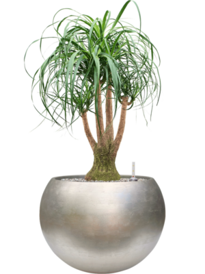 Beaucarnea recurvata en Baq Metallic Silver leaf