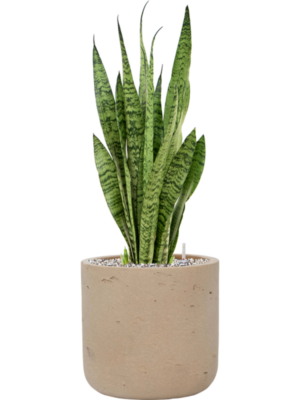 Sansevieria zeylanica en Rough