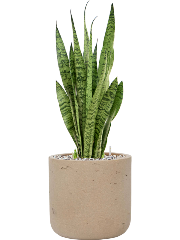 Sansevieria zeylanica en Rough, Pottery Pots