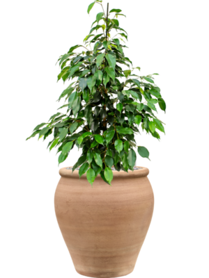 Ficus benjamina 'Danielle' en Terra Antica