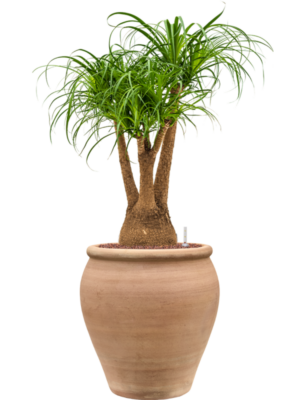 Beaucarnea recurvata en Terra Antica