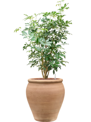 Schefflera arboricola 'Compacta' en Terra Antica