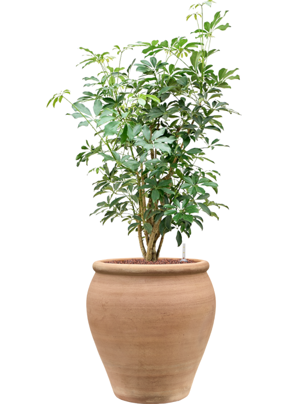 Schefflera arboricola 'Compacta' en Terra Antica, Private label