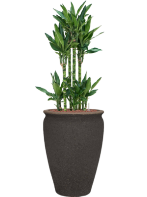Dracaena fragrans 'Burundii' en Mediterranean