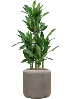 Dracaena fragrans 'Burundii' en Baq Nucast