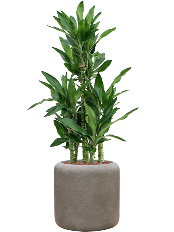 Dracaena fragrans 'Burundii' en Baq Nucast