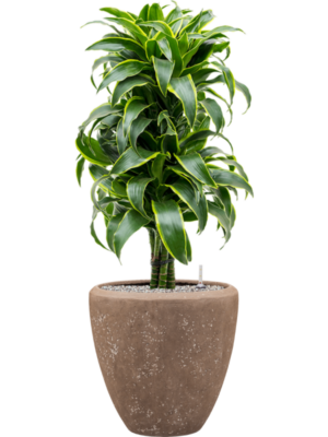Dracaena fragrans 'Dorado' en Baq Polystone Plain