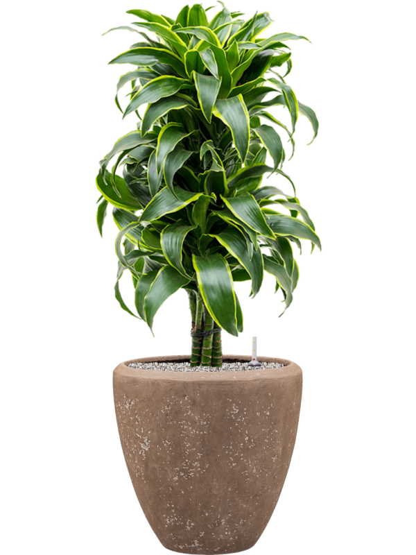 Dracaena fragrans 'Dorado' en Baq Polystone Plain