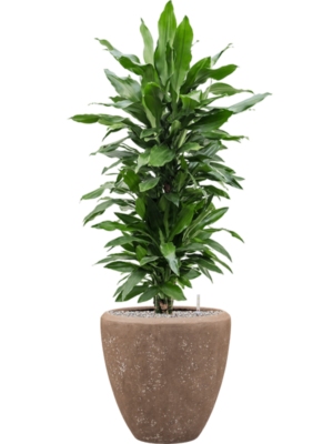 Dracaena fragrans 'Janet Lind' en Baq Polystone Plain